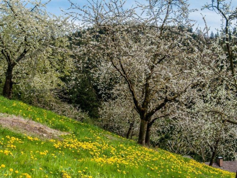 Ferienwohnung Schneckenhus Lautenbach Bagian luar foto